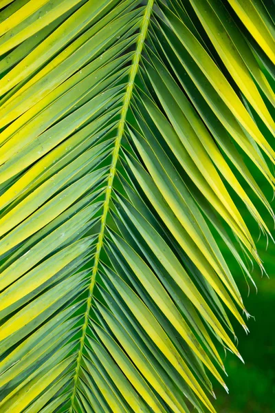 Image Green Exotic Plant Long Leaves — Stock Photo, Image