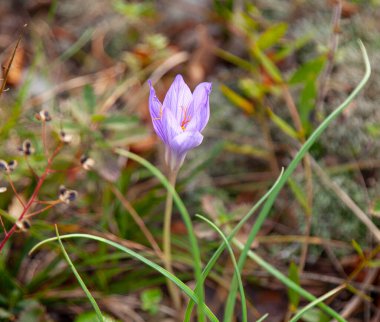 Yeşil çayır üzerindeki narin bahar çiçekleri