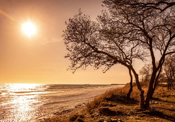 Krásná Fotografie Siluety Stromů Pobřeží Při Západu Slunce — Stock fotografie