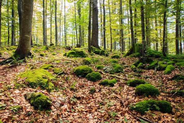 Wald in kocevski rog — Stockfoto