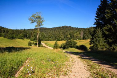 Woodland Kocevski Rog içinde 