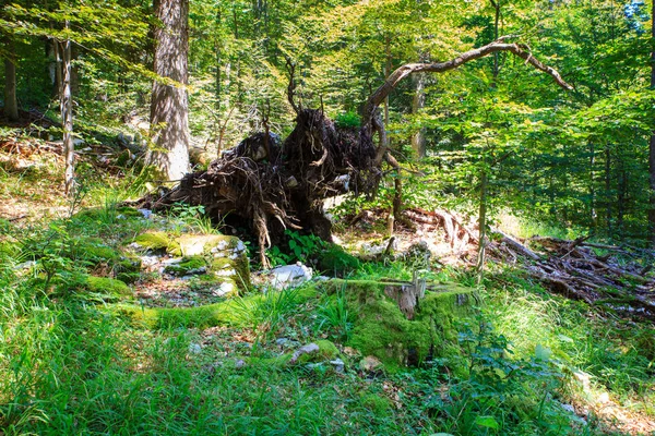 Wald in kocevski rog — Stockfoto