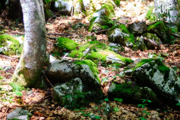 Moos auf den Felsen und im Wald — Stockfoto