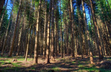 Çam ormanı, Slovenya