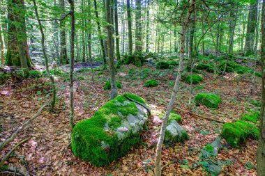 Woodland Kocevski Rog içinde 