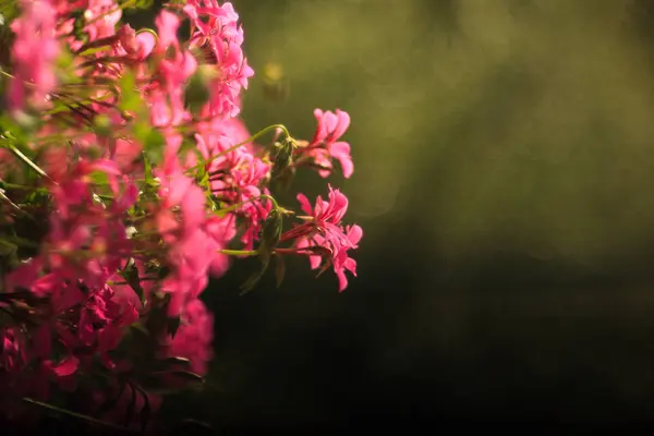 Zbliżenie kwiatów geranium — Zdjęcie stockowe