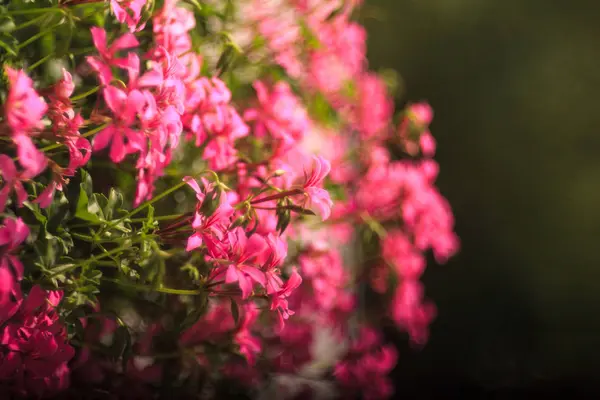 Close up de flores de gerânio — Fotografia de Stock