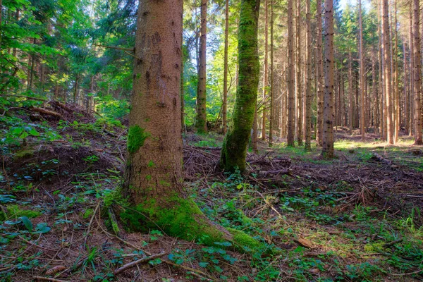 Fichtenwald, Slowenien — Stockfoto