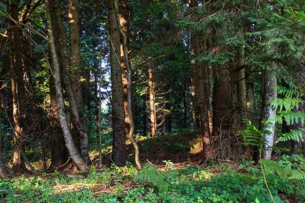 Çam ormanı, Slovenya
