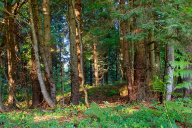 Çam ormanı, Slovenya