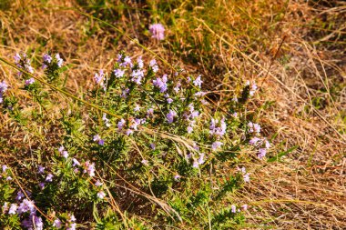 Satureja aromatik bitki