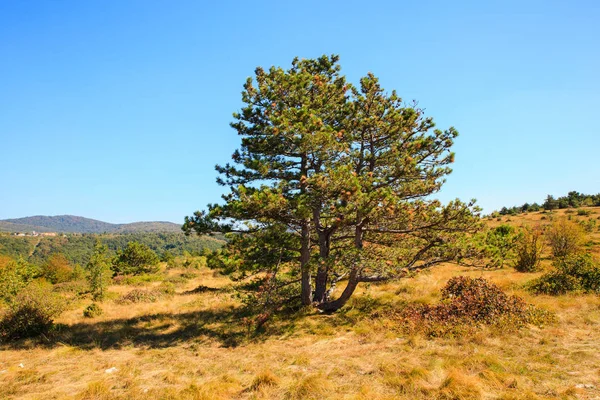 Blick auf Schwarzkiefer — Stockfoto