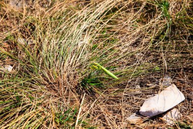 Mantis bileğinde çimenlerin üzerinde