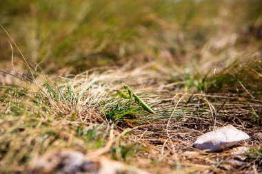 Mantis bileğinde çimenlerin üzerinde