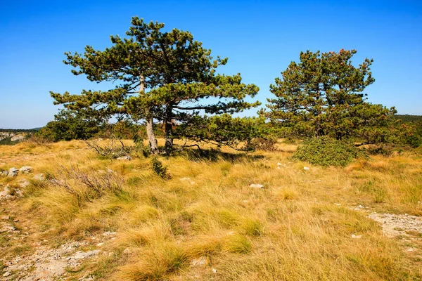 Blick auf Schwarzkiefer — Stockfoto