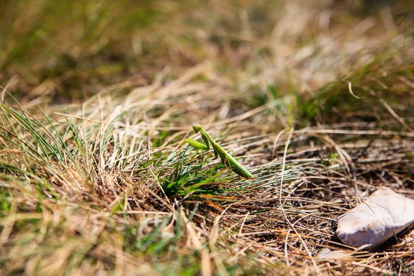 Mantis religiosa na trávě — Stock fotografie