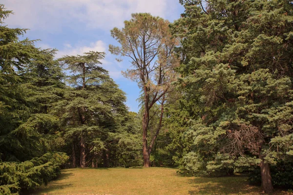 Vista del pino fantasma — Foto Stock
