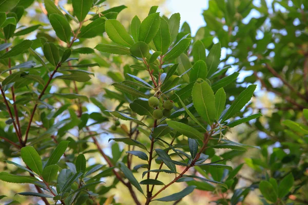 Kocayemiş unedo yakın çekim