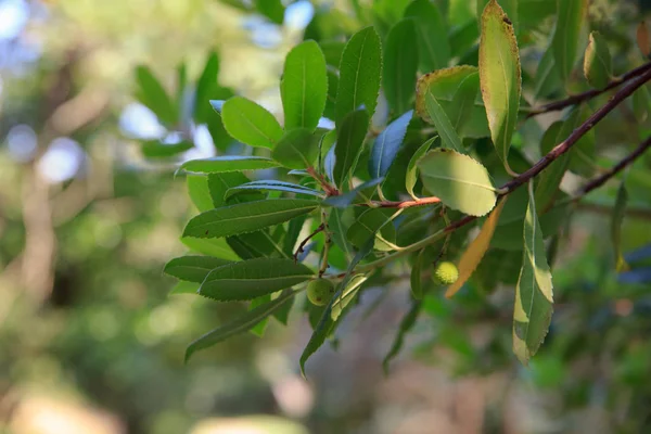 Kocayemiş unedo yakın çekim