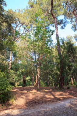 Dev sequoia görünümünü