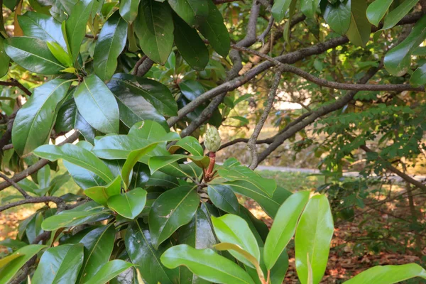 Primer plano de Magnolia — Foto de Stock