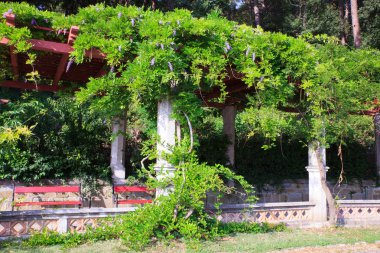 Wisteria Ayrıca salkımlar veya Wysteria yazıldığından 