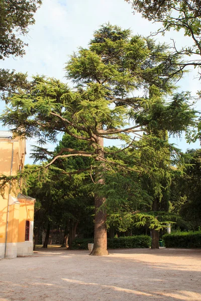 Vista del Cedrus atlantica — Foto de Stock