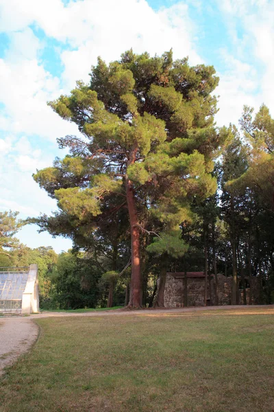 Pinus halepensis, широко известный как сосна Алеппо — стоковое фото