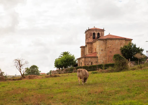 Pastoreio de vacas no campo — Fotografia de Stock