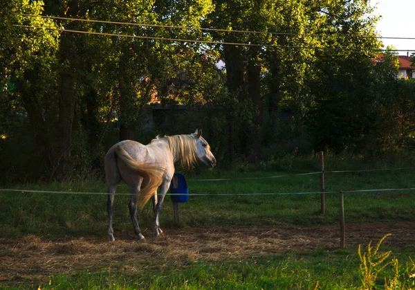 Weergave van paard — Stockfoto