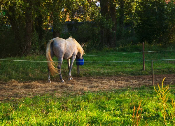 Weergave van paard — Stockfoto