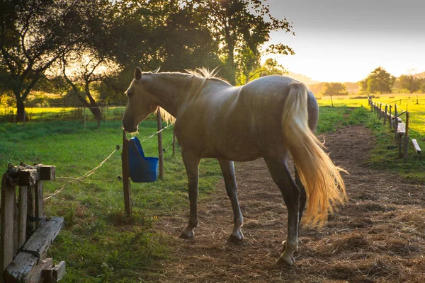 Pohled koně — Stock fotografie