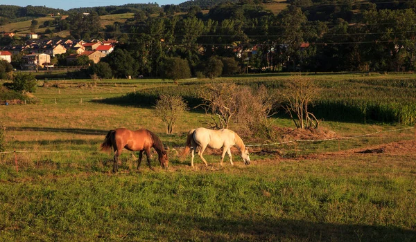 Widok koni w okolicy — Zdjęcie stockowe