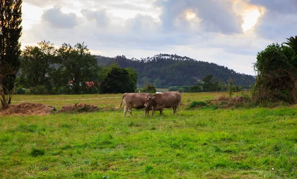 시골에서 방목 하는 소 — 스톡 사진