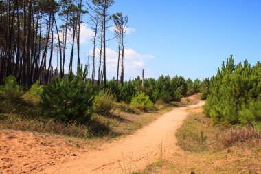 Ladin ağaçları arasındaki yol