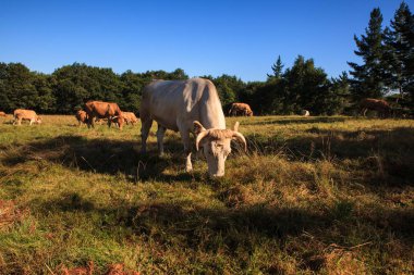 İnekler otlatma, İspanya