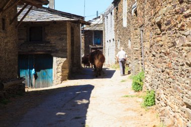 Damızlık ile onun inekler