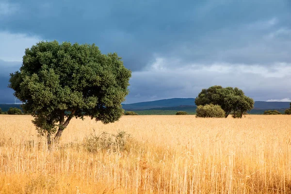 Αχλάδια καλαμποκιού — Φωτογραφία Αρχείου