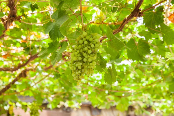 View of white grapes — Stock Photo, Image