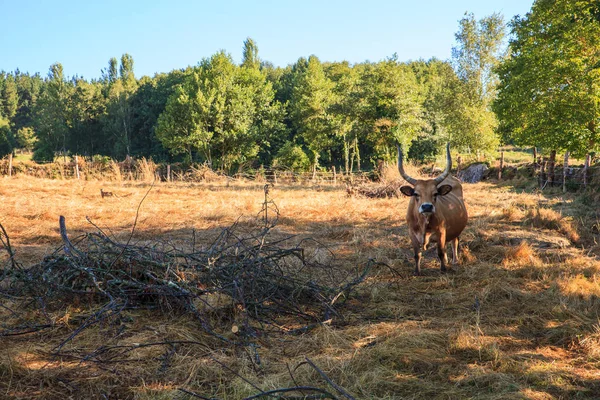 Αγελάδες που βόσκουν, Ισπανία — Φωτογραφία Αρχείου