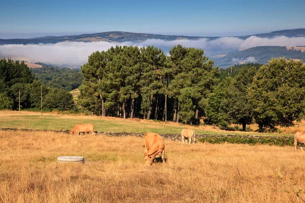 奶牛放牧，西班牙 — 图库照片