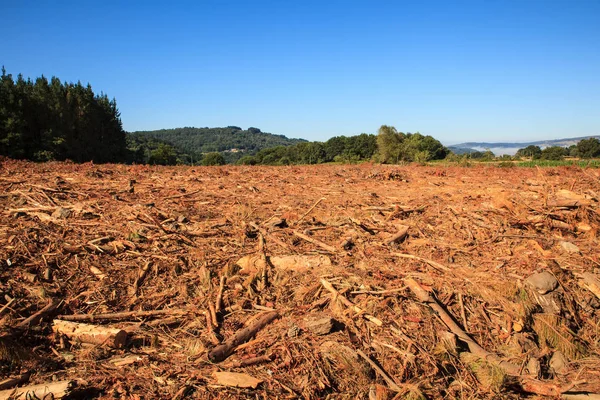 Deforestation in Spain — Stock Photo, Image