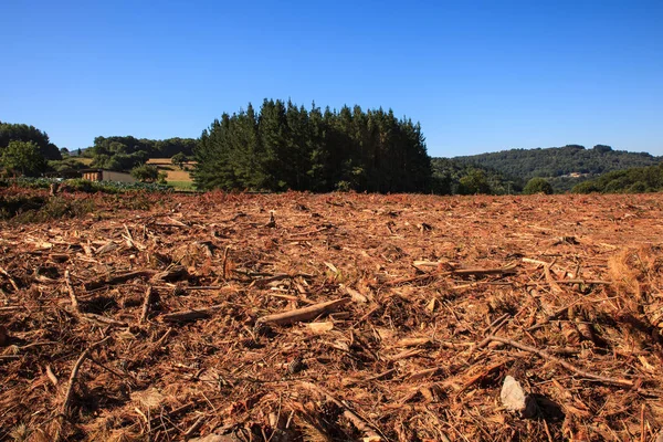 Avskogningen i Spanien — Stockfoto