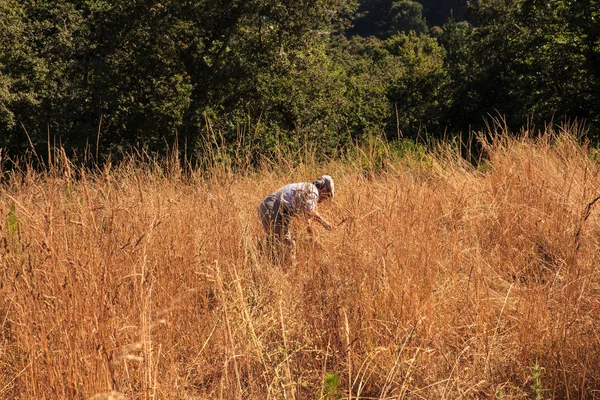El aracıyla hasat adam — Stok fotoğraf