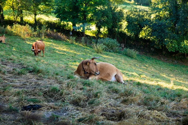 Mucche al pascolo nella valle spagnola — Foto Stock