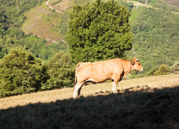 Pâturage de vaches dans la vallée espagnole — Photo