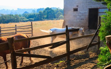 Çiftlik hayvanları içinde atlar