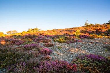 Heather çiçek İspanyol kırsal kesimde
