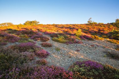 Heather çiçek İspanyol kırsal kesimde