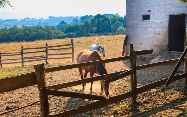 Koně v hospodářských zvířat — Stock fotografie
